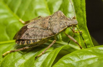 Stink Bugs -Origin, Reproduction, and More!