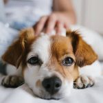 Pet Care